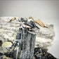 Titan of Time Tyrannosaurus Tooth and Bone Ring - Classic Series